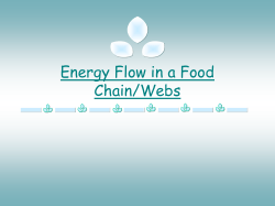 Energy Flow in a Food Chain/Webs