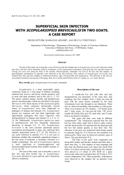 superficial skin infection with scopulariopsis brevicaulis in two goats