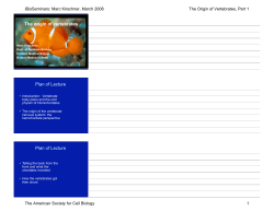 The origin of vertebrates Plan of Lecture Plan of Lecture