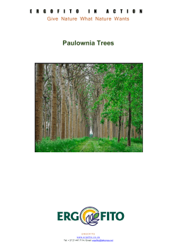 Paulownia Trees