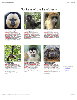 Monkeys of the Rainforests