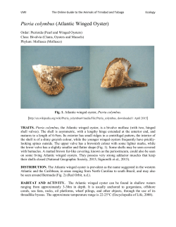 Atlantic Winged Oyster