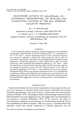 EXCITATORY ACTIONS OF Antho