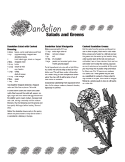 Dandelion