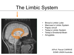 The Limbic System