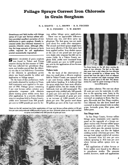 Foliage Sprays Correct Iron Chlorosis in Grain Sorghum