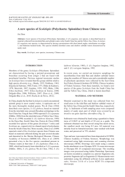 A new species of Scolelepis (Polychaeta: Spionidae) from Chinese