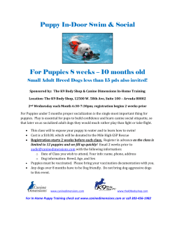 Puppy Socialization and Swim Class K9 Body Shop