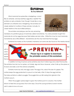 Echidnas - Super Teacher Worksheets