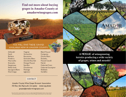 Amador Grape Growing Region Brochure