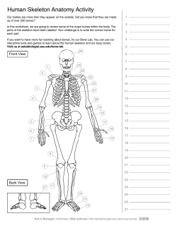 Human Skeleton Anatomy Activity - Ask a Biologist