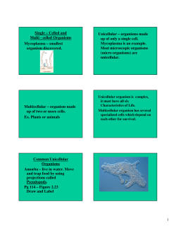 Notes on single celled organisms
