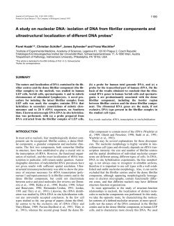 A study on nucleolar DNA: isolation of DNA from fibrillar components