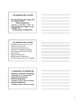 The Respiratory System Introduction