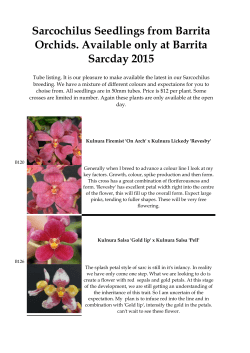 Sarcochilus Seedlings from Barrita Orchids. Available only at Barrita