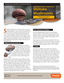 Shiitake Mushrooms