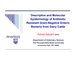 Descriptive and Molecular Epidemiology of Antibiotic Resistant