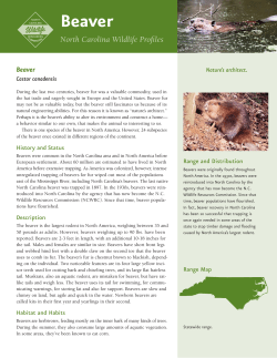 Beaver - North Carolina Wildlife Resources Commission