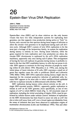 Epstein-Barr Virus DNA Replication