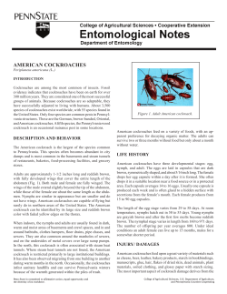 american cockroaches - Accuracy Assured Home Inspections, LLC