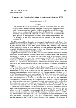 Presence of a Covalently Linked Protein on Calicivirus RNA
