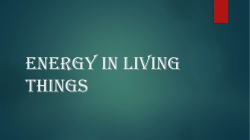 Step 1: Plants transform radiant energy from the sun into chemical