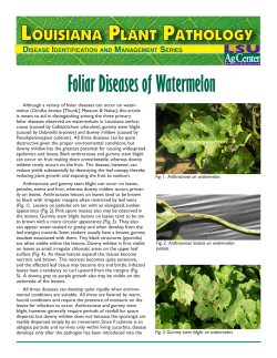 Foliar Diseases of Watermelon