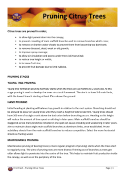 Pruning Citrus Trees