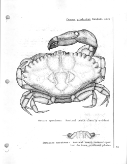 Cancer productus