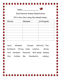 Invertebrate Animal Classification Fill in the chart