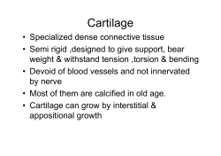 Cartilage