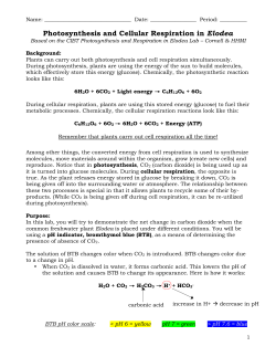 Photosynthesis and Cellular Respiration in Elodea