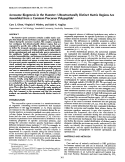 Acrosome Biogenesis in the Hamster: Ultrastructurally Distinct Matrix