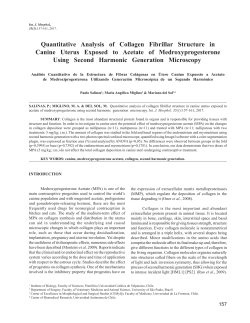 Quantitative Analysis of Collagen Fibrillar Structure in Canine Uterus