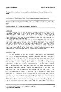 Cloning and detennination of the transcription termination site of