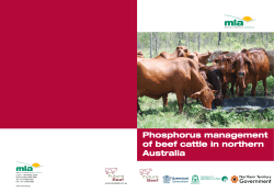 Phosphorus management of beef cattle in northern Australia