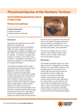 Southern marsupial mole - Northern Territory Government