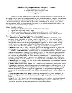 Guidelines for Emasculating and Pollinating Tomatoes