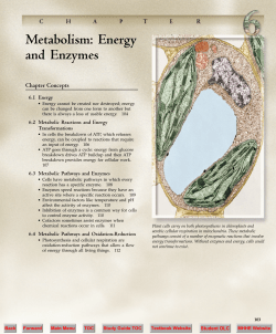 Metabolism: Energy and Enzymes