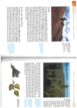 Boreal and Taiga Forest Tundra