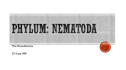 Phylum: Nematoda