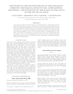 discovery of the fourth species of the enigmatic chiroteuthid squid