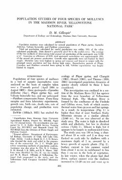 population studies of four species of molluscs in the madison river