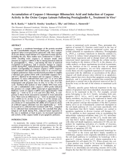 Accumulation of Caspase-3 Messenger Ribonucleic Acid and