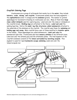 Crayfish Coloring Page