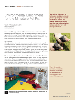 Environmental Enrichment for the Miniature Pet Pig
