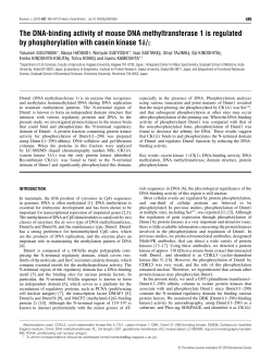 The DNA-binding activity of mouse DNA methyltransferase 1 is