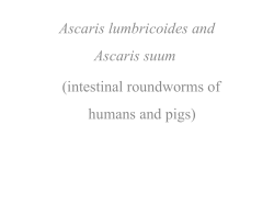 Ascaris lumbricoides and Ascaris suum (intestinal roundworms of