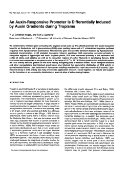An Auxin-Responsive Promoter 1s Differentially