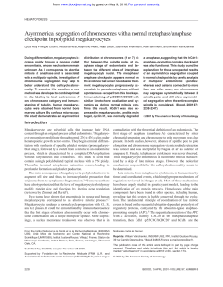 Asymmetrical segregation of chromosomes with a